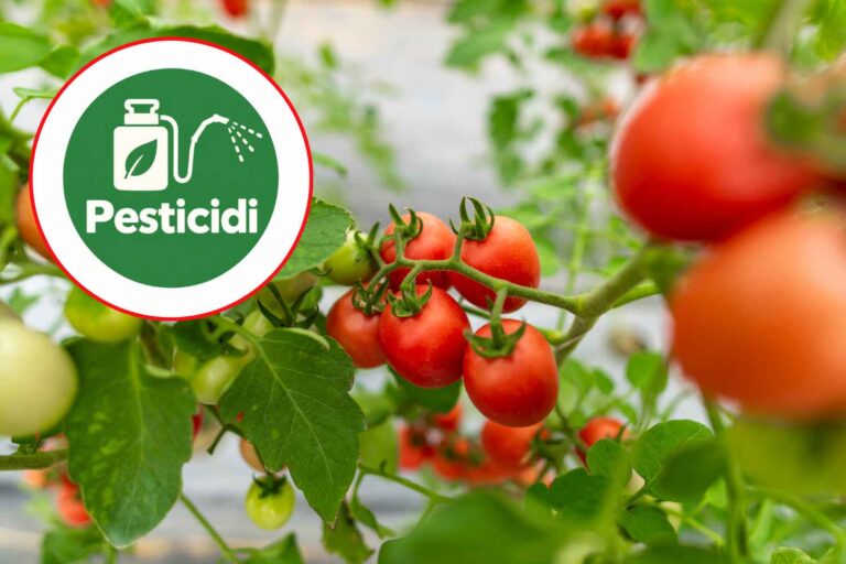 Bayer veut doubler le maximum de résidus d'un pesticide dans les tomates (et l'EFSA y est favorable)