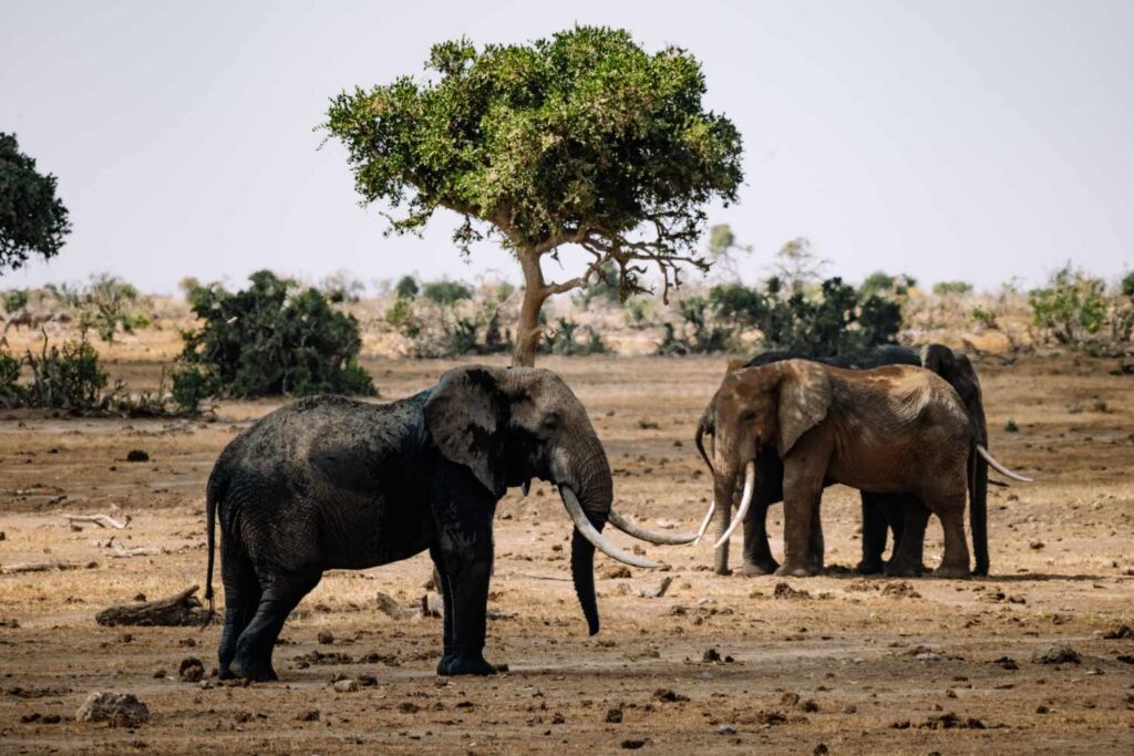 Elefanti savana
