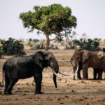 Les éléphants d'Afrique façonnent la savane même après leur mort : une étude révèle leur énorme impact