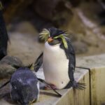 Pingouins utilisés comme marchandise et revendus pour payer des dettes : le triste épilogue de l'Aquarium de Mar del Plata (finalement fermé)