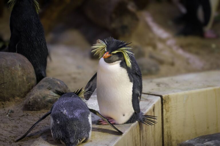 Pingouins utilisés comme marchandise et revendus pour payer des dettes : le triste épilogue de l'Aquarium de Mar del Plata (finalement fermé)