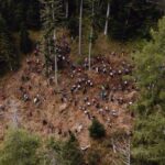 Huit ans après la tempête Vaia, 200 000 arbres renaissent dans les Dolomites