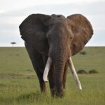 Adieu à Fred, l'éléphant légendaire symbole du Kenya : le super défenseur (avec 45 kg de défenses chacun) est mort