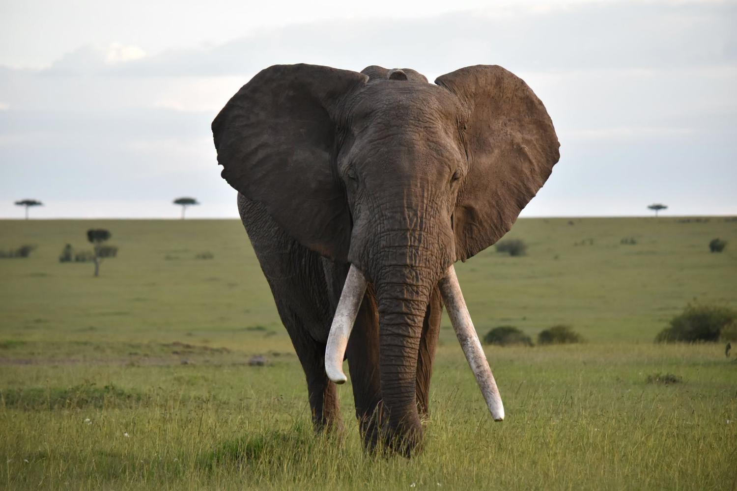 Elefante Fred