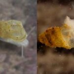 Un animal sans yeux découvert dans une grotte chinoise : il s'est adapté à vivre complètement dans le noir