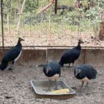 Cet oiseau très rare qui ne vit qu'en Indonésie risque de disparaître à cause du trafic illégal d'animaux (également alimenté par les réseaux sociaux)