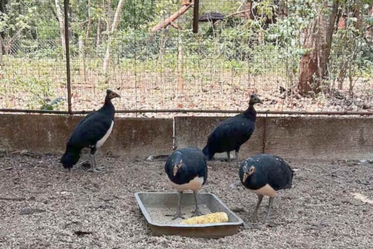 Cet oiseau très rare qui ne vit qu'en Indonésie risque de disparaître à cause du trafic illégal d'animaux (également alimenté par les réseaux sociaux)