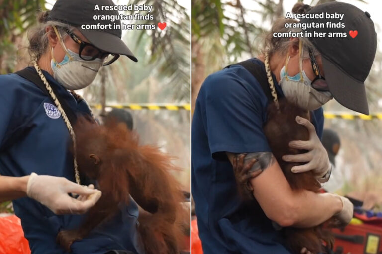 Les cris déchirants des bébés orangs-outans nous montrent le véritable prix de la destruction des forêts en feu de Bornéo