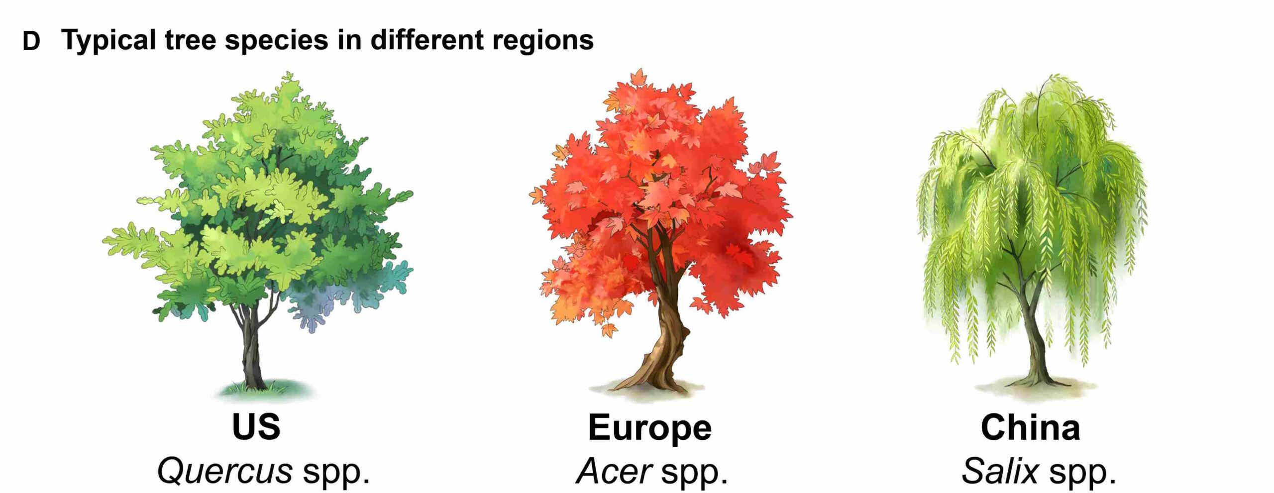 qualité de l'air des arbres