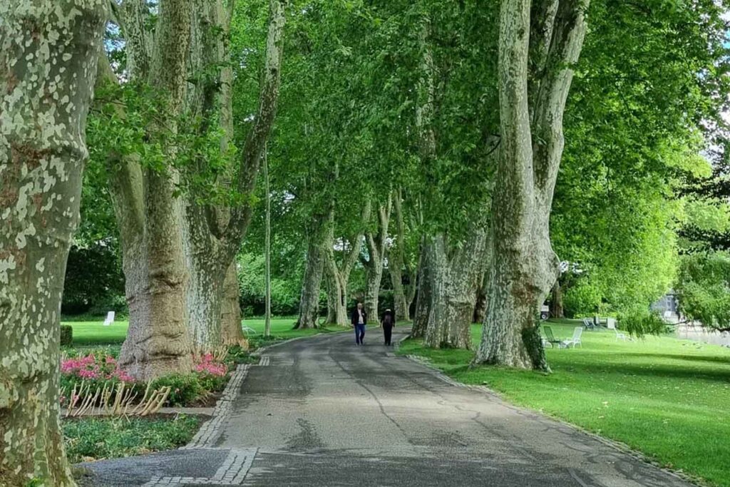 alberi in città