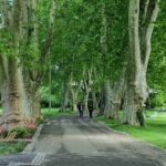 Des arbres en ville pour améliorer la qualité de l’air : tout le monde ne fait pas la même chose. L'étude qui révèle les espèces les plus adaptées