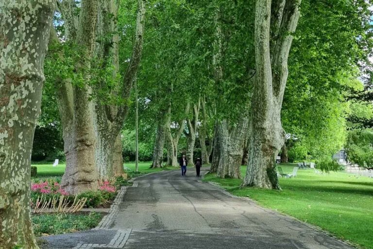 Des arbres en ville pour améliorer la qualité de l’air : tout le monde ne fait pas la même chose. L'étude qui révèle les espèces les plus adaptées