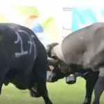Les vaches gestantes s'affrontent pour décider de la « reine »: polémique sur l'anachronique Bataille des Reines dans la Vallée d'Aoste