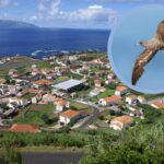 Cette île des Açores éteint toutes les lumières pour sauver les petits oiseaux qui doivent atteindre l'océan pour la première fois