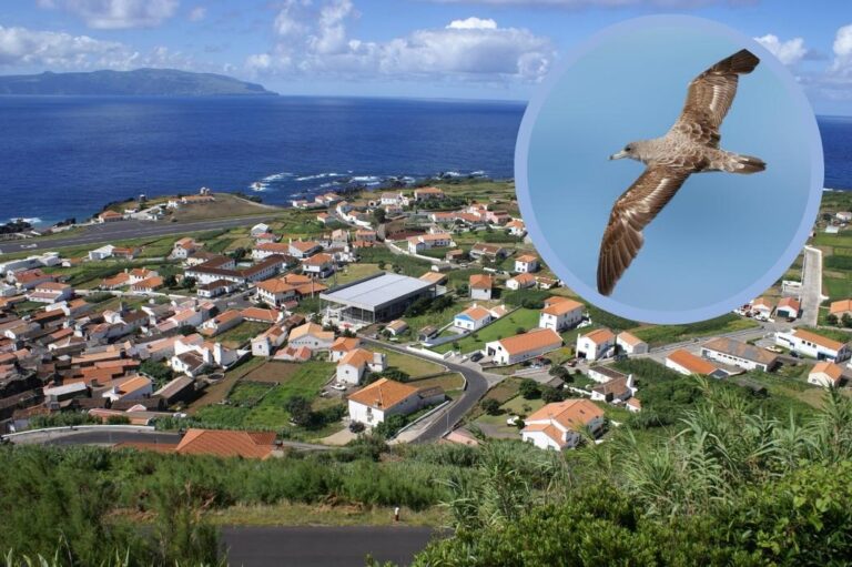 Cette île des Açores éteint toutes les lumières pour sauver les petits oiseaux qui doivent atteindre l'océan pour la première fois