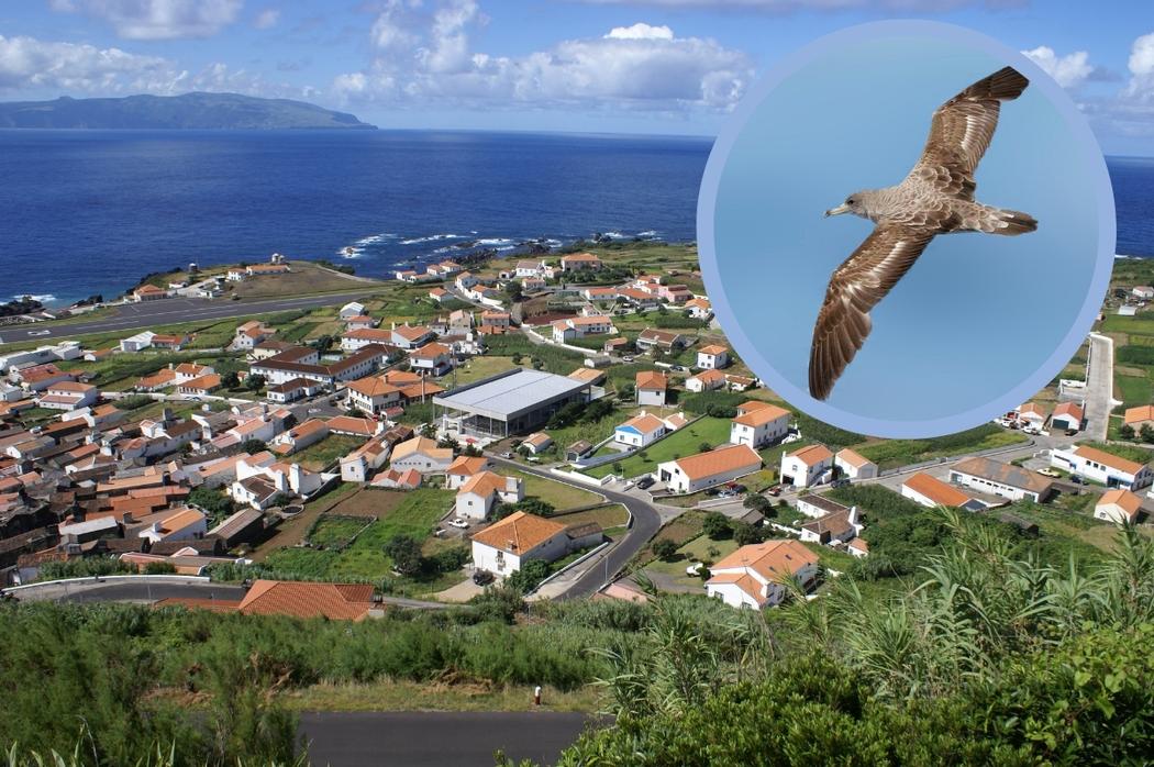 berta maggiore atlantica isola di Corvo