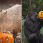 Même au zoo de Londres, on fête Halloween avec des citrouilles distribuées aux animaux (mais ce qui fait vraiment peur, c'est la captivité)
