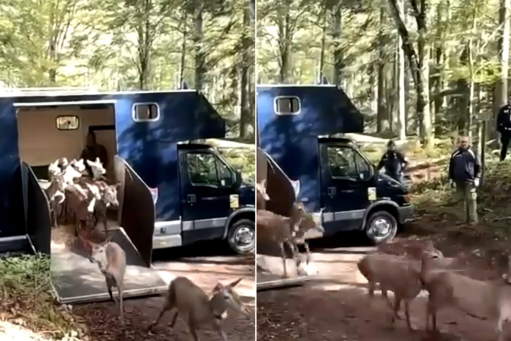 Le transfert passionnant de 17 cerfs italiens vers la Calabre : c'est ainsi que nous sauvons une sous-espèce unique au monde (qui risquait de disparaître)