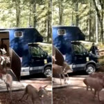 Le transfert passionnant de 17 cerfs italiens vers la Calabre : c'est ainsi que nous sauvons une sous-espèce unique au monde (qui risquait de disparaître)