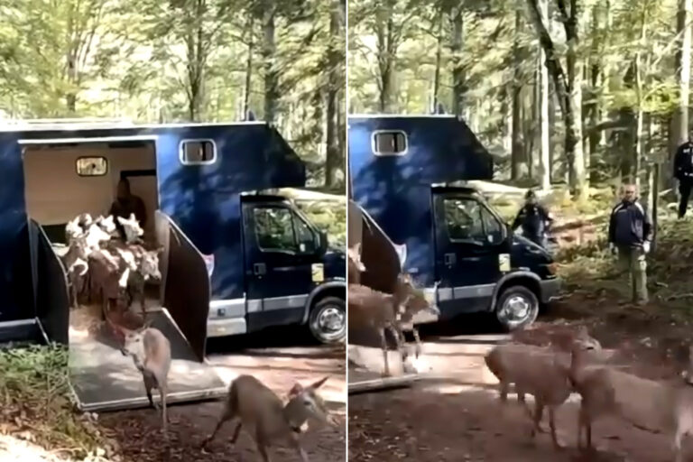 Le transfert passionnant de 17 cerfs italiens vers la Calabre : c'est ainsi que nous sauvons une sous-espèce unique au monde (qui risquait de disparaître)