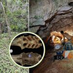 Ainsi les anciennes abeilles solitaires transformaient un crâne macabre dans un cimetière d'os en une maison accueillante.