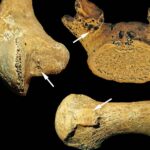 Enterré en tant qu'homme : une tombe vieille de 7 000 ans prouve que les rôles de genre flexibles existaient dès le Néolithique